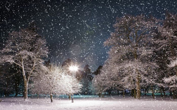 Snow falling at night in a park with trees