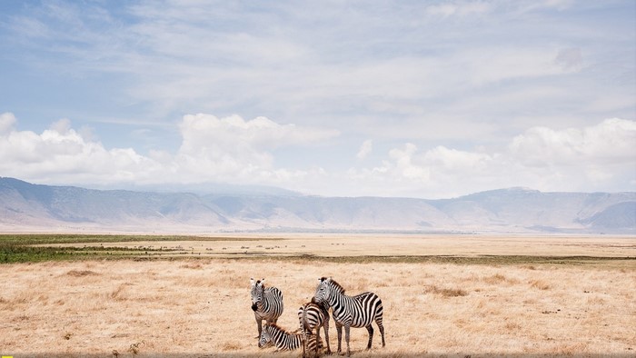 Zebras in a vast savanna landscape with mountains