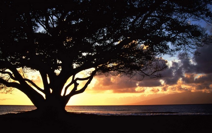 Silhouette of a large tree against a sunset over the ocean
