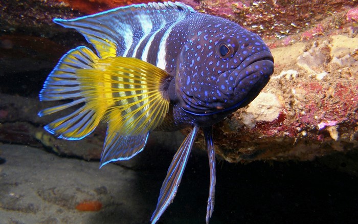 Close-up of a colorful blue and yellow fish underwater