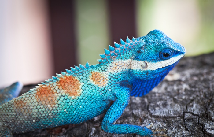 Blue-crested Lizard on a Tree Branch