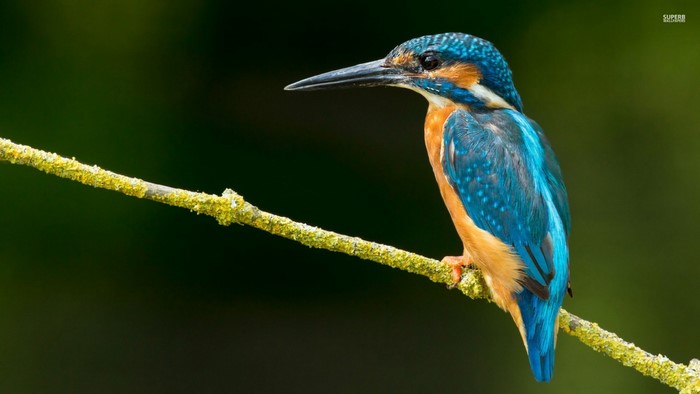 Common kingfisher perched on a mossy branch