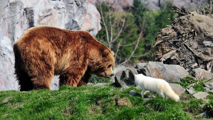 Brown bear and arctic fox in a rocky enclosure