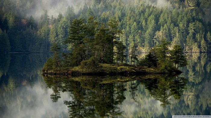 Misty forest reflected in a calm lake