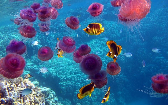 Pink Jellyfish and Butterflyfish Underwater