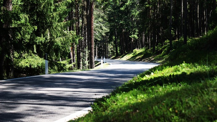 Winding road through a sunlit forest