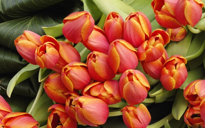 A bouquet of red and yellow tulips