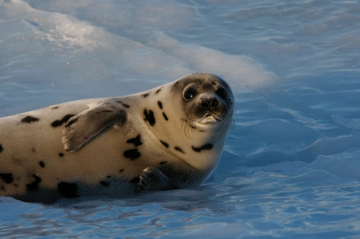 Seal pup on ice