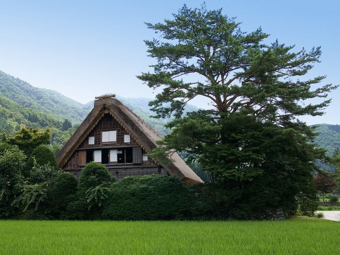 Traditional Japanese Gassho-zukuri house with thatched roof and large pine tree