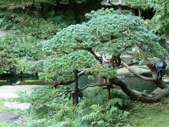 Bonsai tree in a Japanese garden with koi pond