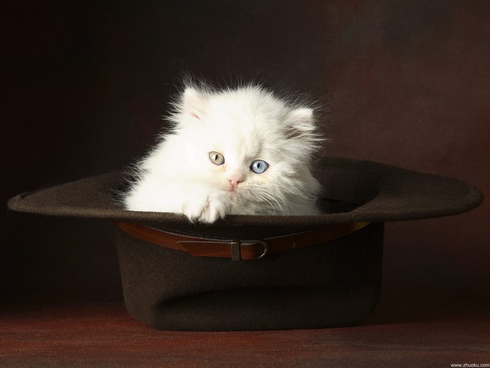 Fluffy white kitten with heterochromia in a hat