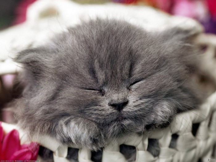 Sleeping Fluffy Grey Kitten in Basket