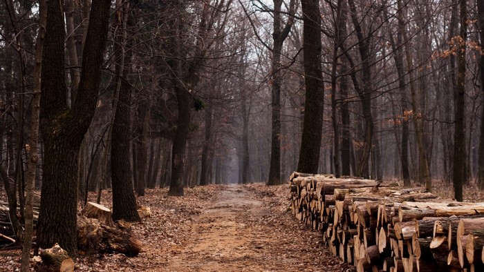 Dirt path through a dark forest with stacked logs