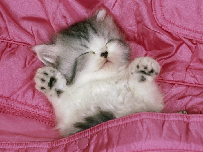 Sleeping Kitten Cozy in Pink Blanket