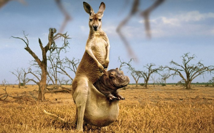 Kangaroo carrying a hippo in its pouch in a savanna
