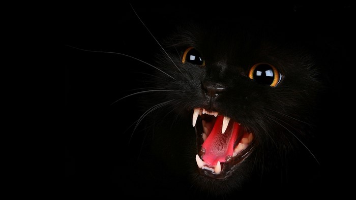 Close-Up of Black Cat with Open Mouth in Darkness