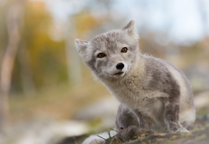 Arctic fox cub in natural habitat