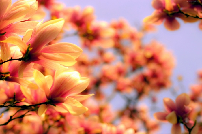 Magnolia flowers in spring
