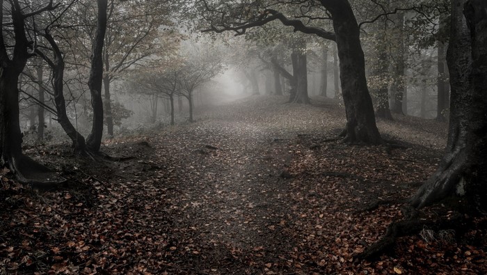 Misty forest path with fallen leaves