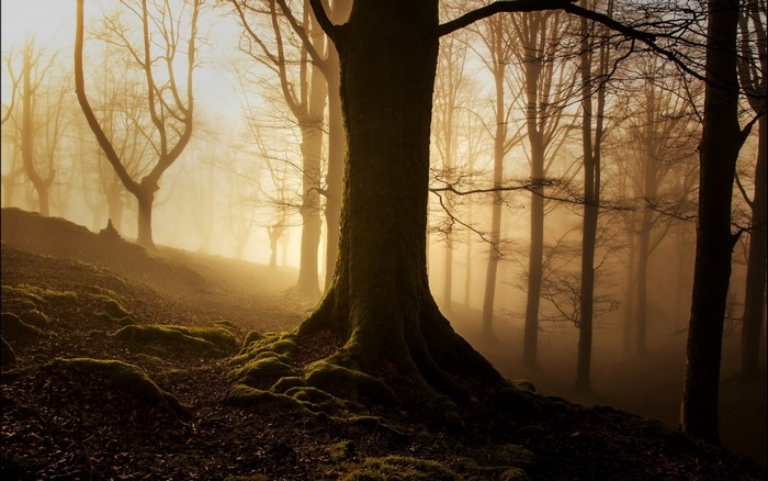 Misty forest with sunlight filtering through trees