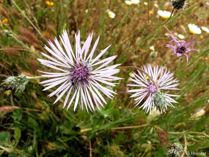Close-up of a purple thistle wildflower in a meadow