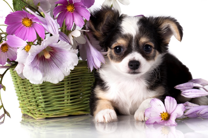 Chihuahua puppy with flowers in a basket