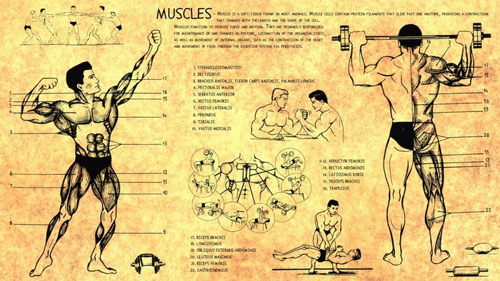 Anatomy of Muscles Diagram