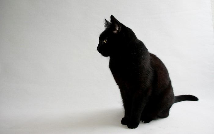 Black cat sitting on a white background