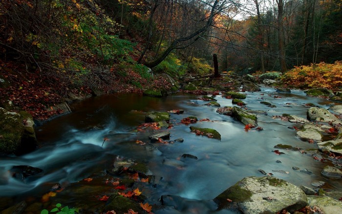 Autumn stream flowing through a forest with fallen leaves