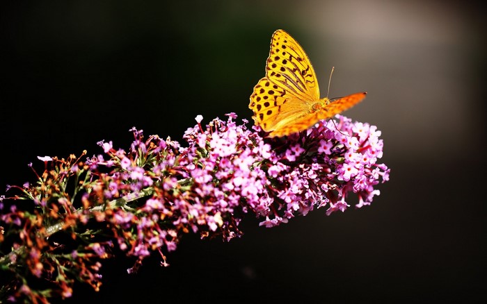 Orange butterfly on purple flowers