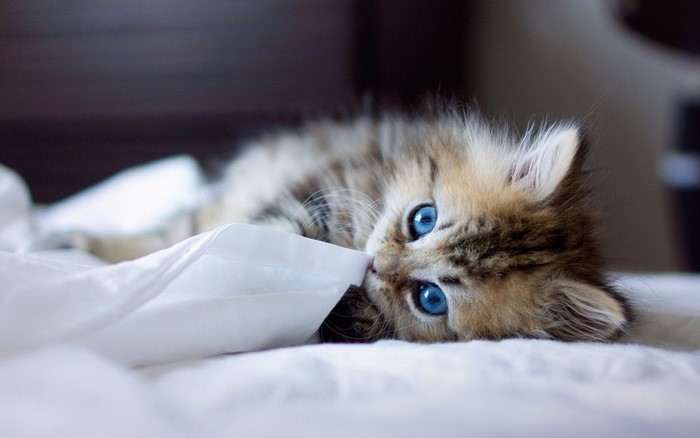 Kitten with blue eyes biting a white cloth