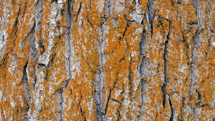 Close-up of tree bark with orange lichen
