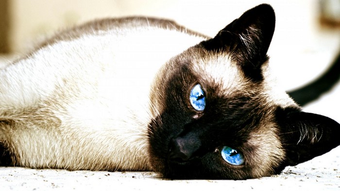 Siamese Cat with Striking Blue Eyes Lying Down