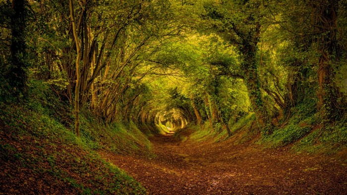 A sunlit path through a dense forest tunnel