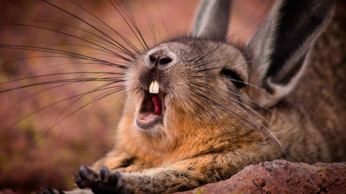 Close up of a viscacha yawning with its mouth open
