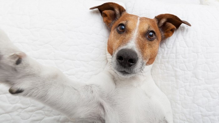 Jack Russell Terrier dog taking a selfie