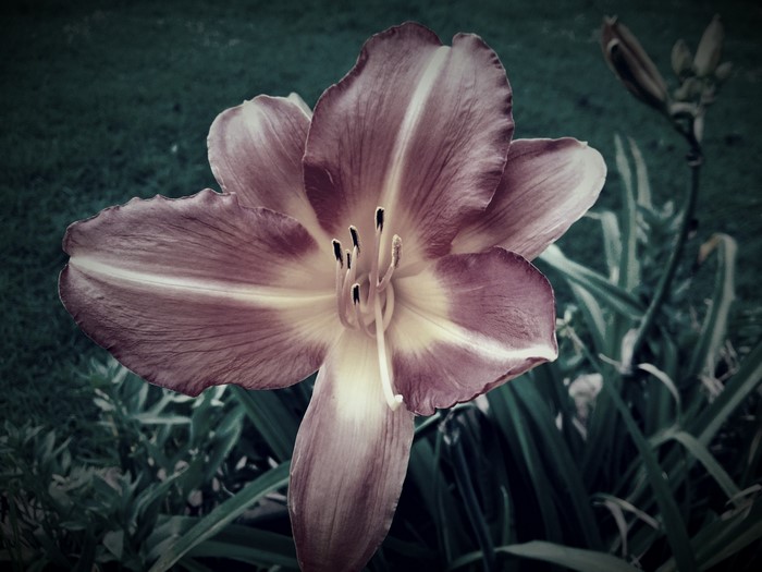 Close-up of a purple and yellow daylily flower