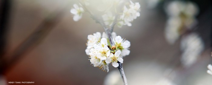 Close up of white cherry blossoms on a branch
