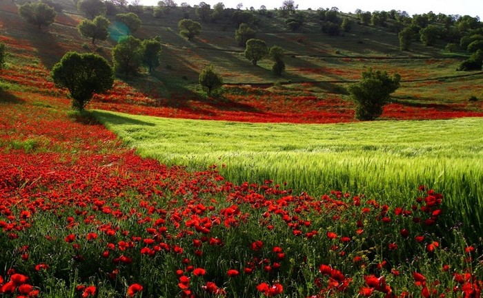 Field of red poppies and green grass on a hillside
