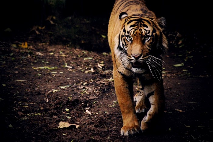 Tiger walking on a dirt path in a dark forest