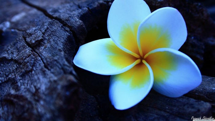 Plumeria flower on dark wood, macro photography