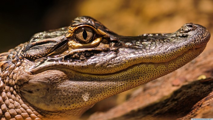 Close-up of an American Alligator's head