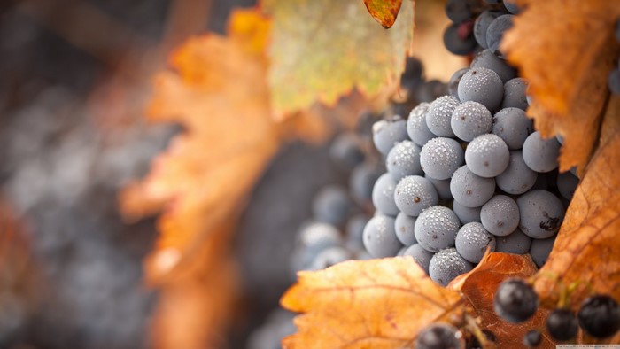 Close-up of Grapes with Autumn Leaves