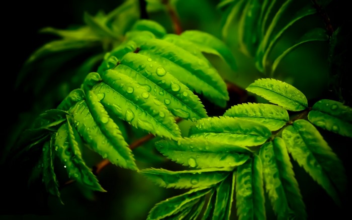 Close-up of wet green leaves on a branch