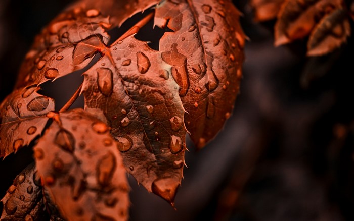 Close up of wet brown leaves
