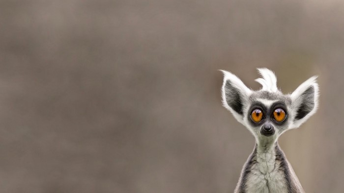 Close up of a Ring-tailed Lemur's face