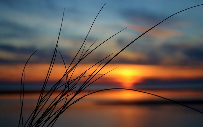 Silhouette of grass against a sunset over the sea