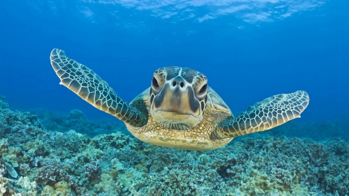 Sea turtle swimming over a coral reef