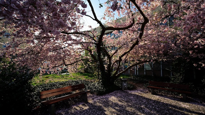 Cherry blossoms frame benches in a park