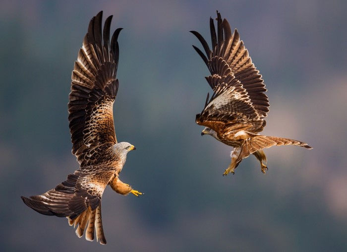 Two Majestic Birds of Prey in Midflight